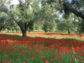 Oliviers, au printemps, dans les Pouilles, en Italie du sud.